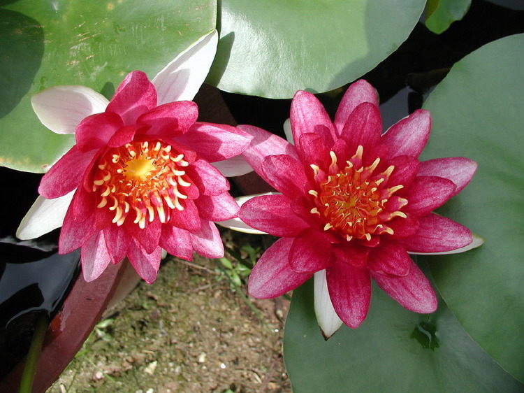 수련 백련 홍련 판매 합니다