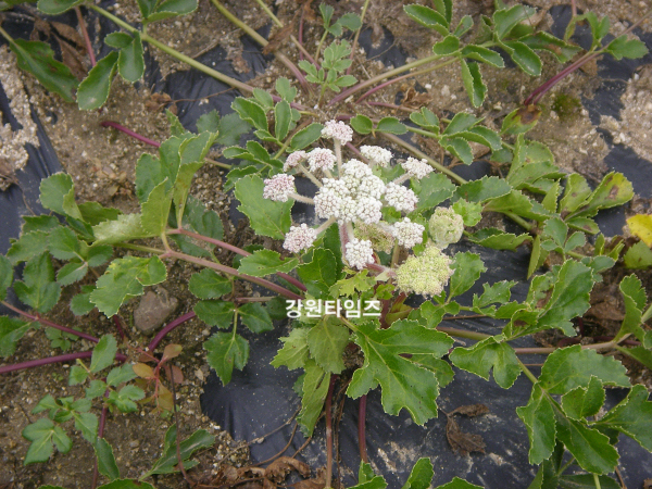 향토식품 이미지