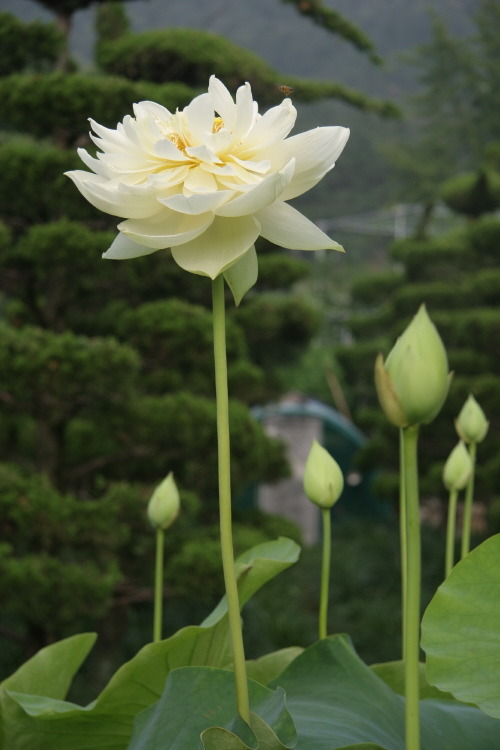 수련 백련 홍련 판매 합니다