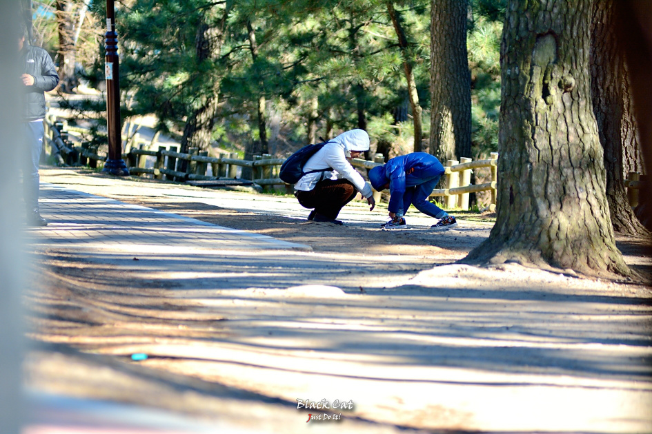 숨었어(Deseen 111)-울산대왕암공원