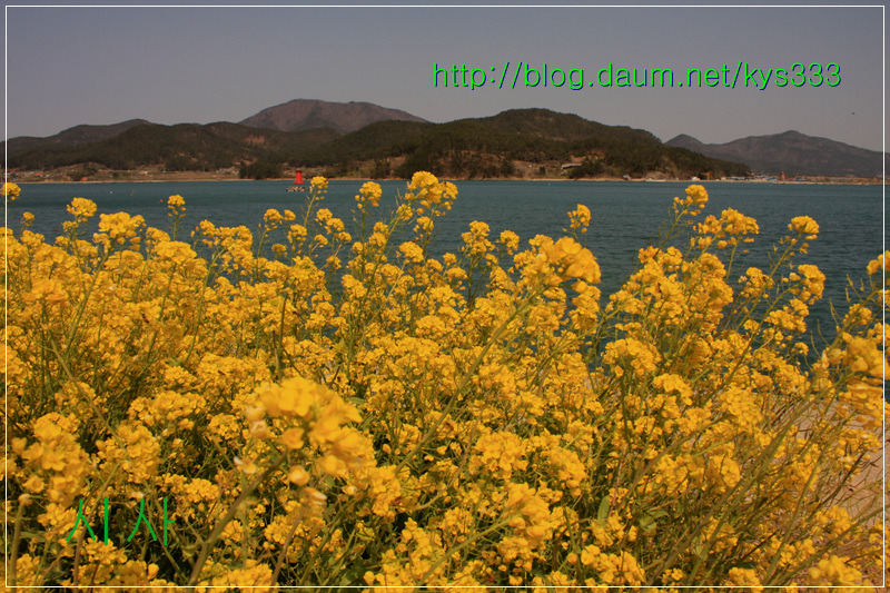 남해 창선대교 삼천포대교 유채꽃...2013년 4월 