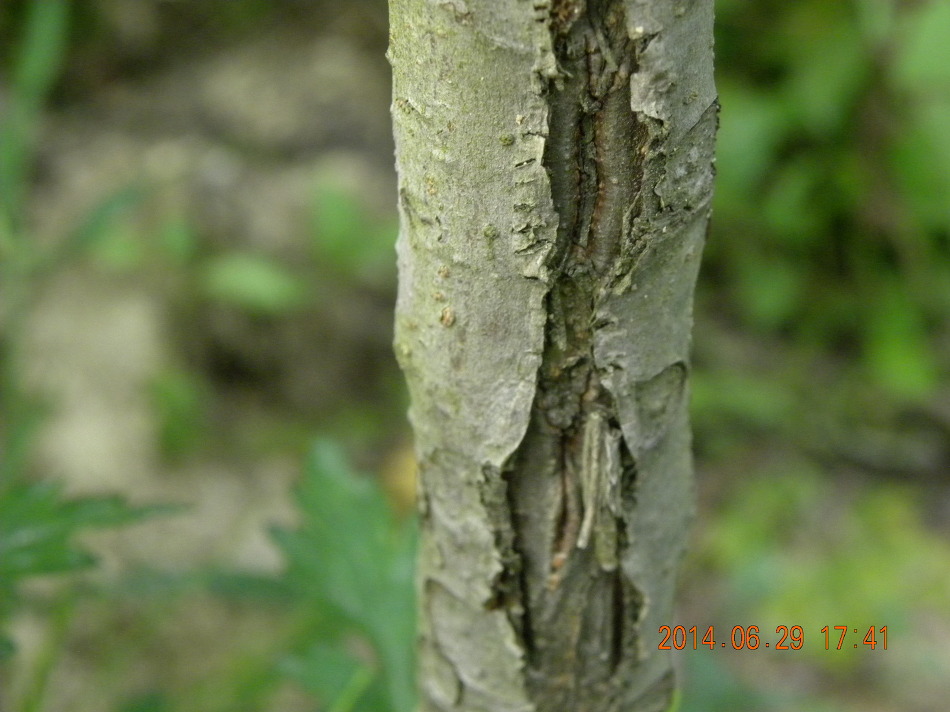 사과병충해 및 관리자료(인용)  