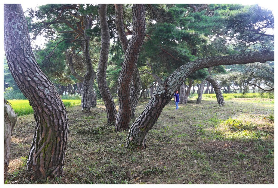 초가을에 찾아간 임한리 솔밭