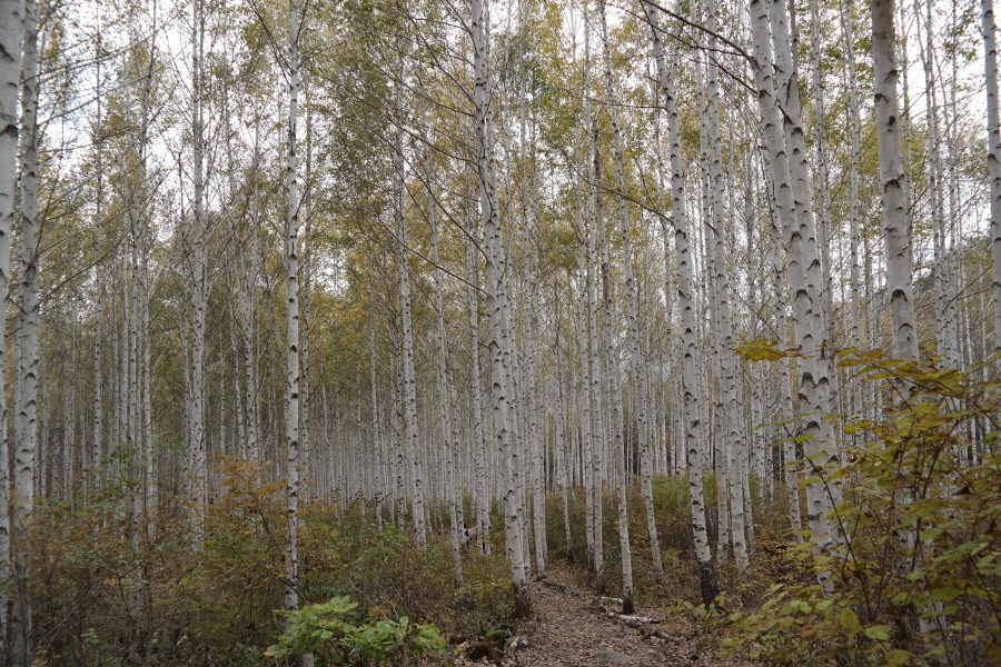 인제 원대리 자작나무 숲