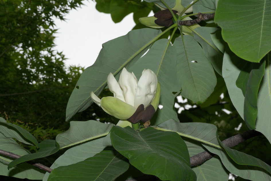 일본목련