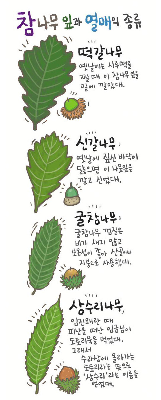 참나무와 도토리