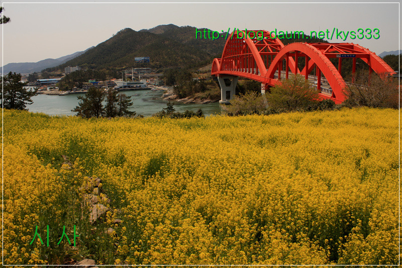 남해 창선대교 삼천포대교 유채꽃...2013년 4월 