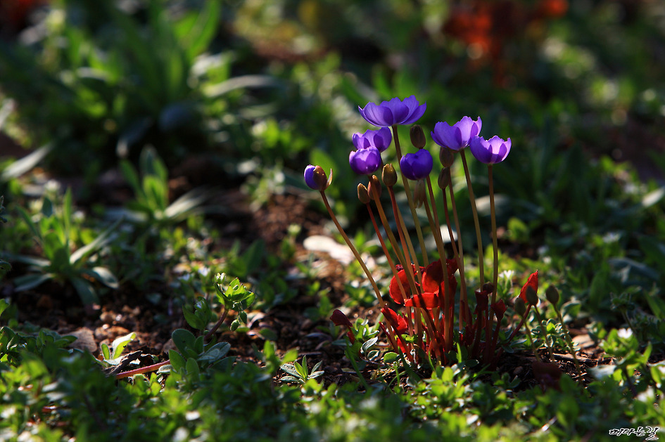깽깽이풀(황련)