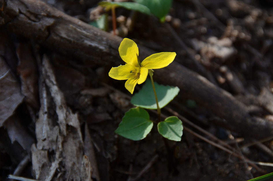 제비꽃 흰색들이 피는곳 