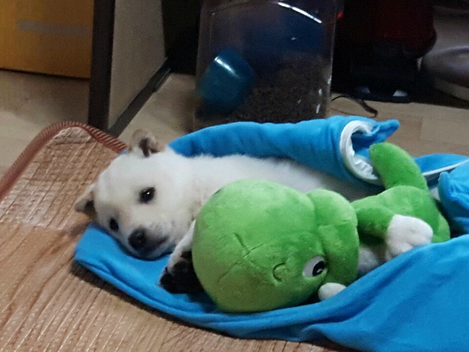 금강이 족보