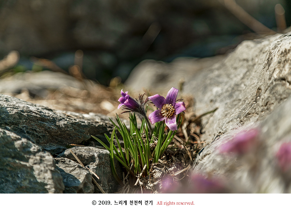 동강 생태체험관 앞 너른 바위에 피어있는 동강할미꽃