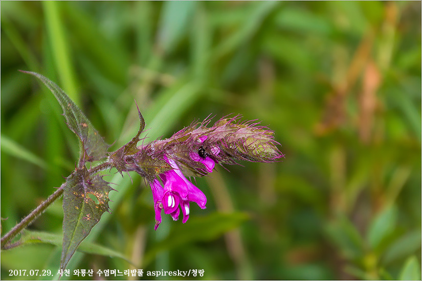 현삼과 며느리밥풀(Melampyrum : 메람피룸)속 알아보기