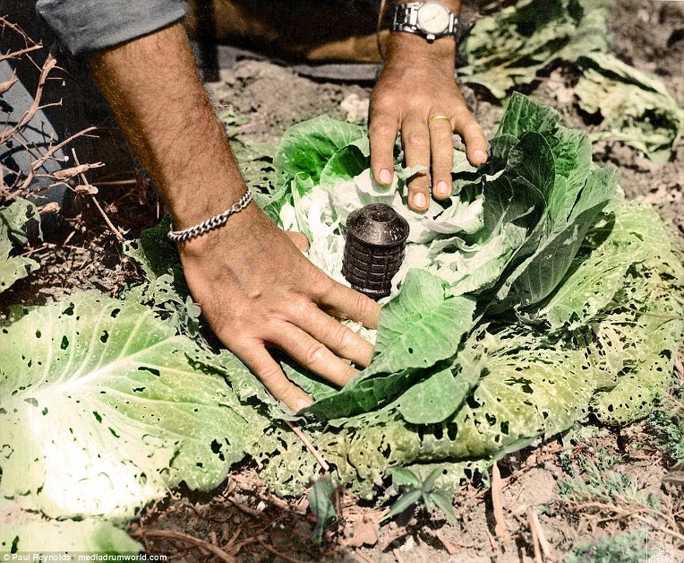 일본군의 오키나와 양배추 수류탄 부비 트랩 - Japanese troops Type 97 grenade cabbage booby traps