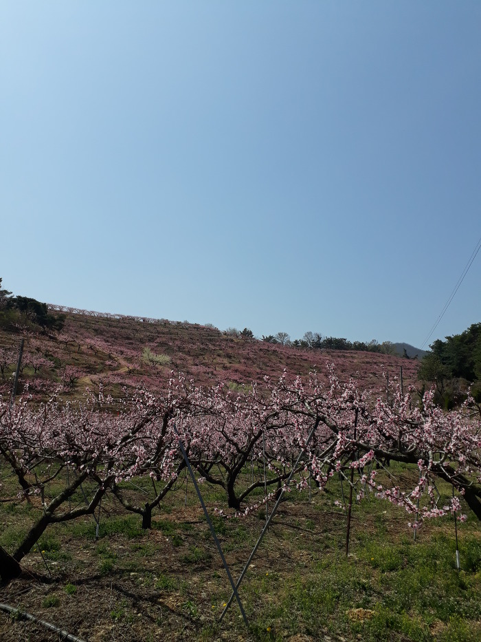 경산의 봄