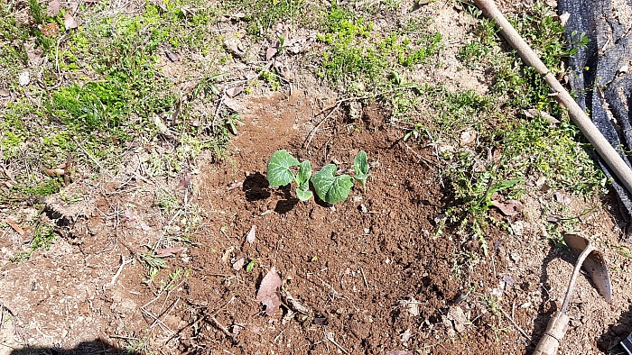 2018년의 4월의 농사일기