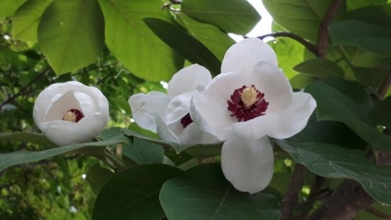 9931CA4C5D197441020867