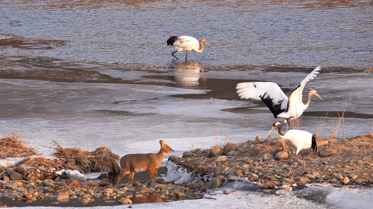 두루미 영역을 침범한 고라니