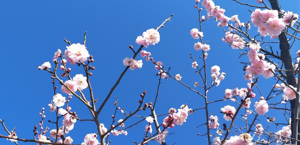 수경신 守庚申 2019.03.24