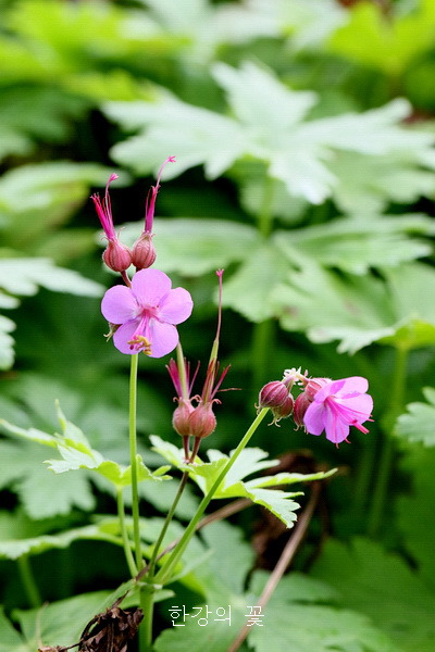 제라늄 마크로리줌(Geranium macroorrhizum)