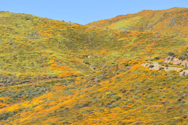Elsinore-Walker Canyon / Poppy Fields