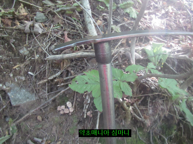 저수령 넘어 백두대간 9월10일 산행기.두번째 능이버섯 보다.