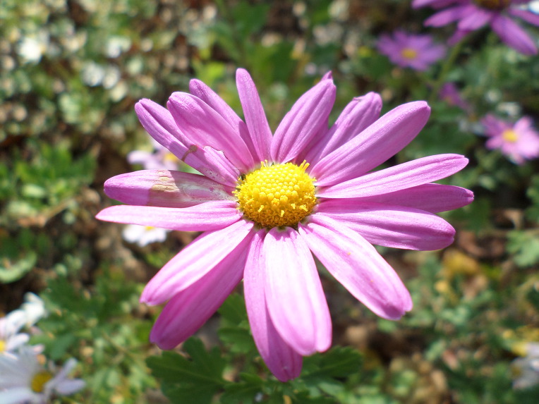 신박사가 개발한 2017년도 신품종 부인병에 좋은 구절초 3종류,꽃,효능,술,차,최초공개. 붉은 입술 / 신박사.