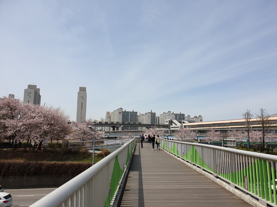 ［하트자전거길］한강에서 꽃구경하며 자전거로 달렸다. 2019. 04. 07