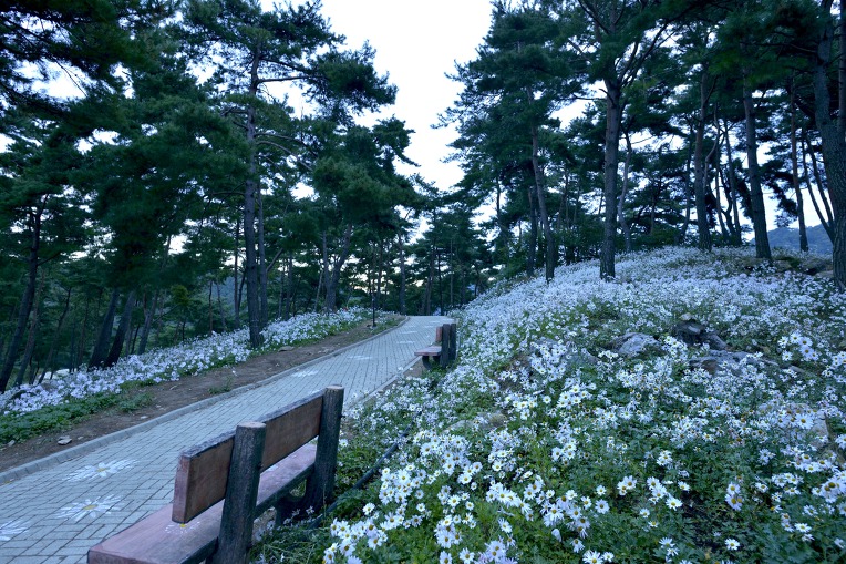 가을 바람에 구절초가 