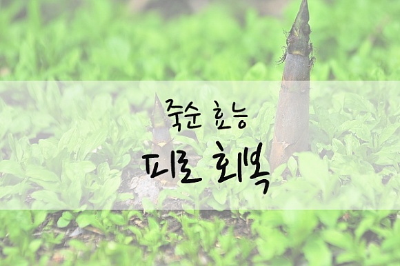 건강에 좋은 죽순 효능