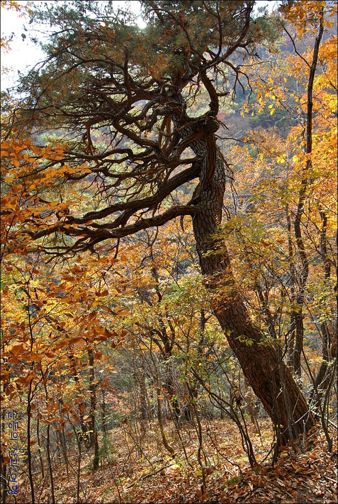 무주 적상산 산행 > 지역명산