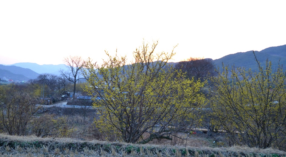 노란 산수유꽃  