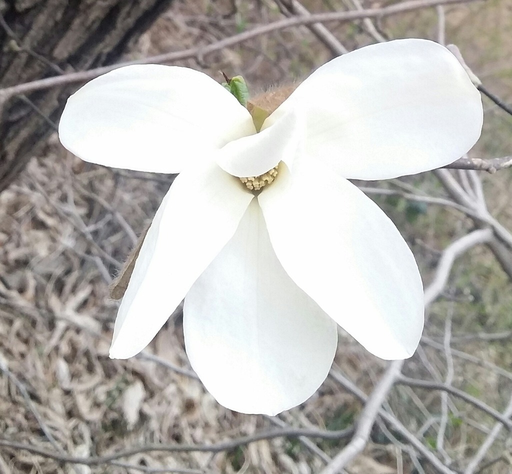 꽃아꽃아4