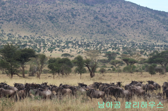 나미비아 에토샤와 탄자니아 세렝게티 국립공원 사파리 여행경비와 차이점은…남아공 케이프타운 여행