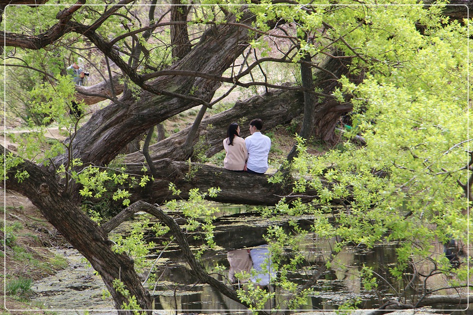 경산반곡지 복사꽃