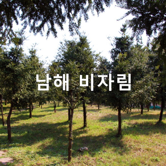 남해여행, 한번 들어오면 나가기 싫은 남해 비자림