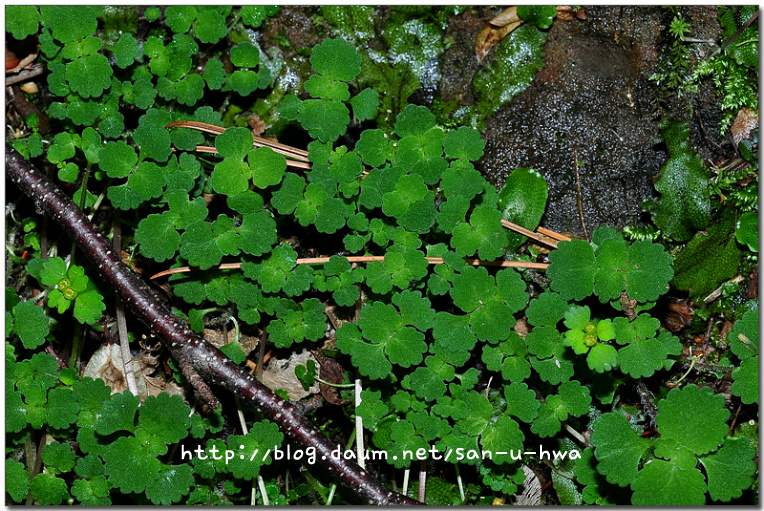 Chrysosplenium pilosum var. valdepilosum Ohwi (미기록종) 추정