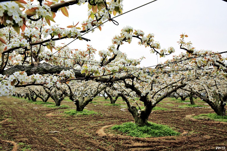 배꽃(梨花) (2018.04.17)화요일