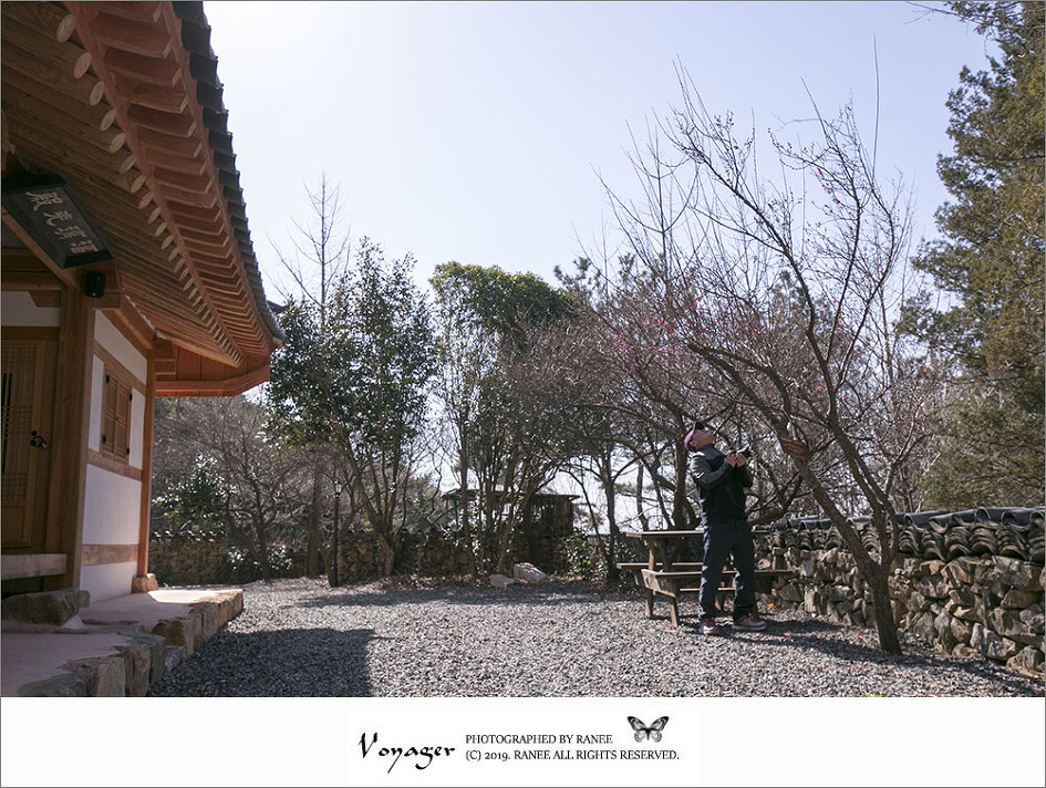 [순천] 봄의 전령사 금둔사 납월매