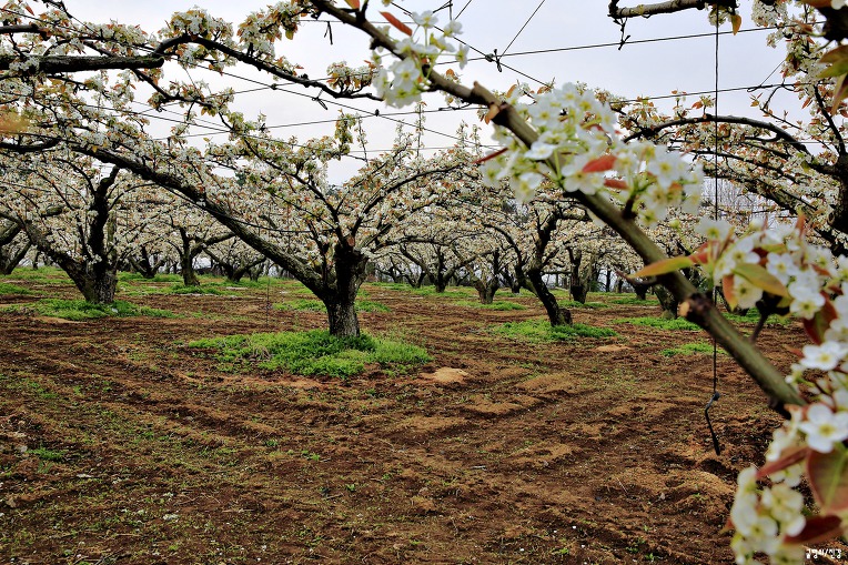 배꽃(梨花) (2018.04.17)화요일