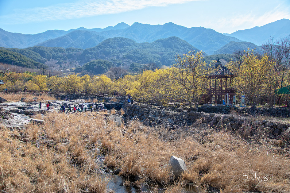 구례 산수유