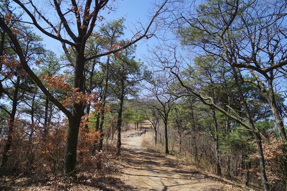 제철 맞은 대구 와룡산~