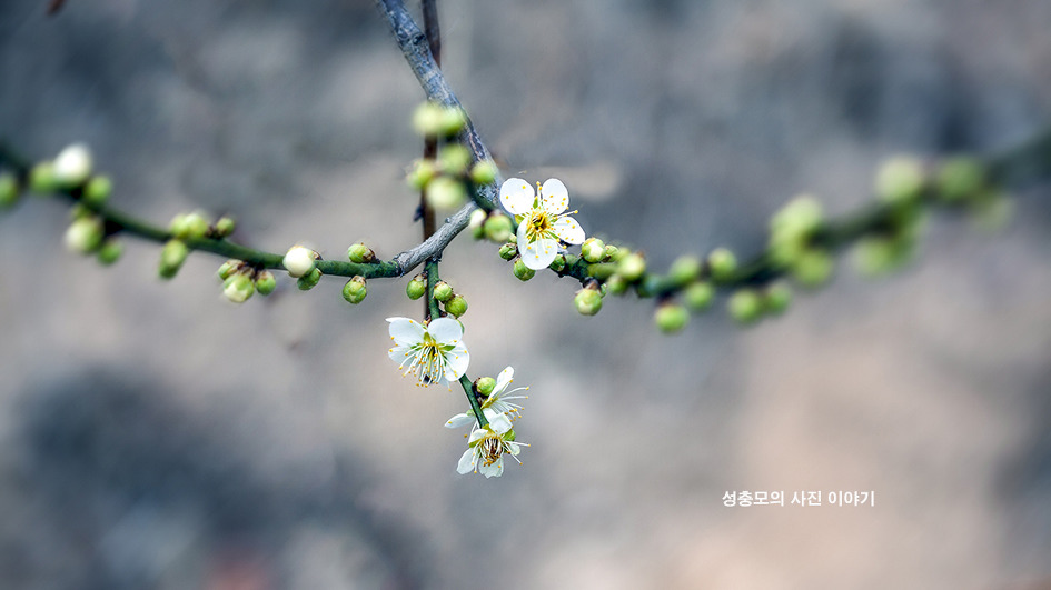 매향(梅香)에 끌려-3