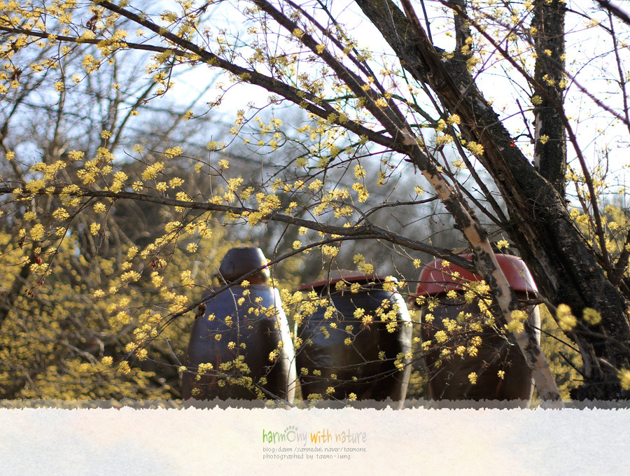 이천 - 산수유마을 