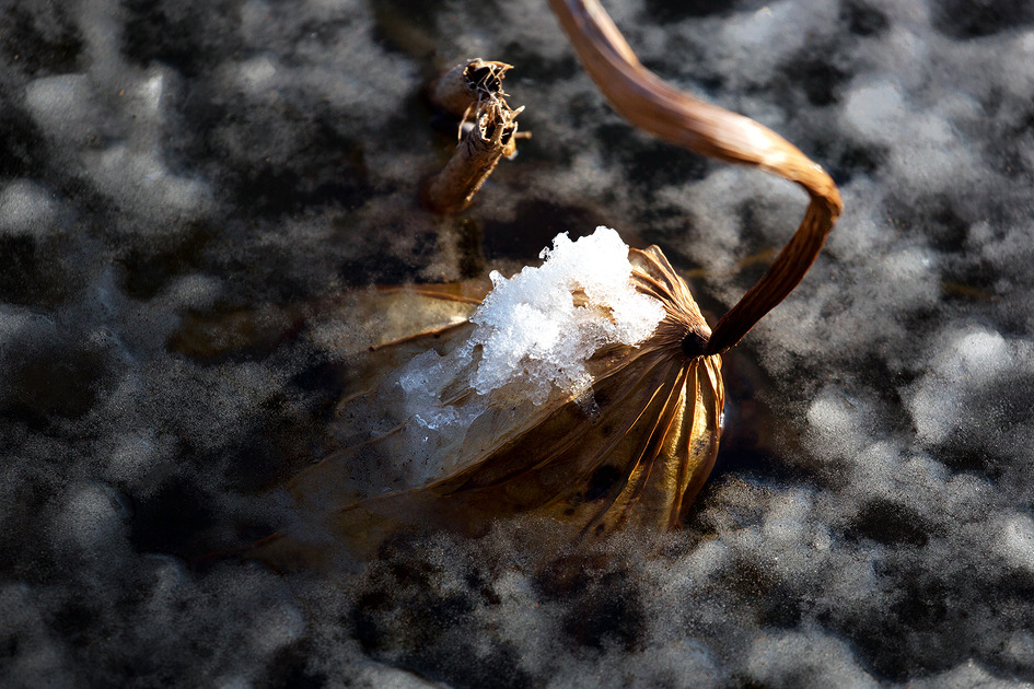 [겨울 연지] 눈이 내린 다음 날, 연지를 찾아가다 / 토함