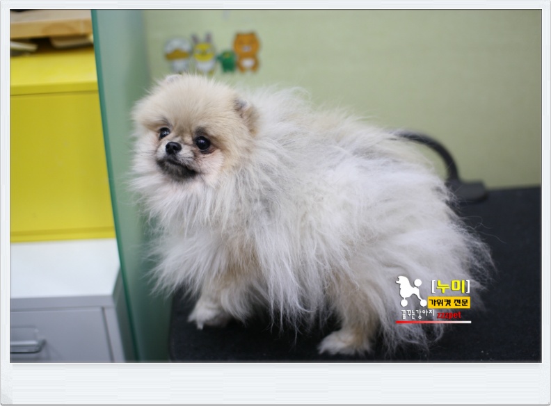 귀여운 포메라니안# 곰돌이컷은 여기서! 대전애견미용 하는곳